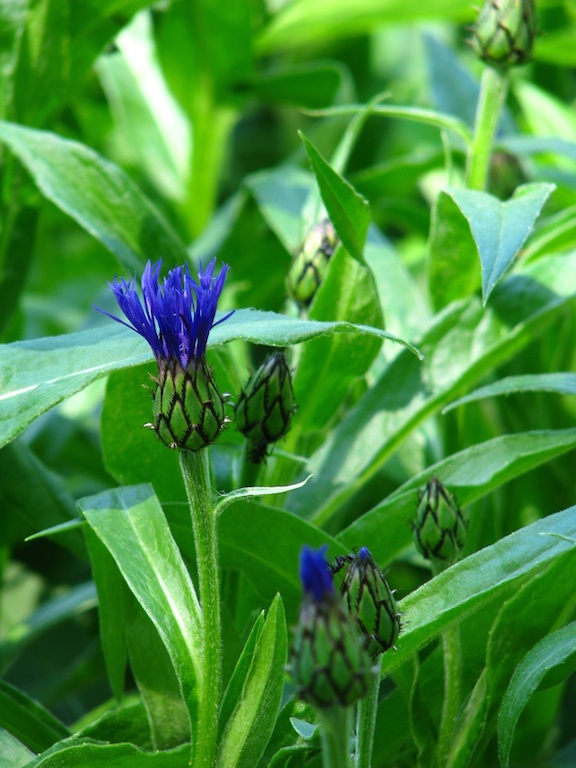 A bachelor button in paintbrush formation