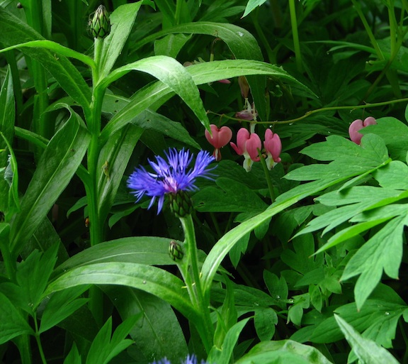 Bachelor buttons and bleeding hearts