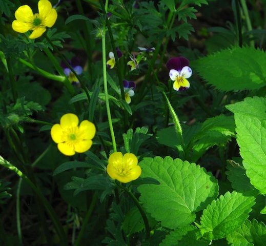 I have a gardening friend who freaks out every time I introduce a "wild" flower into my gardens. But I love buttercups and dames rockets and Queen Anne's lace. And don't you think these buttercups make a great partner for these Johnny Jump-ups?