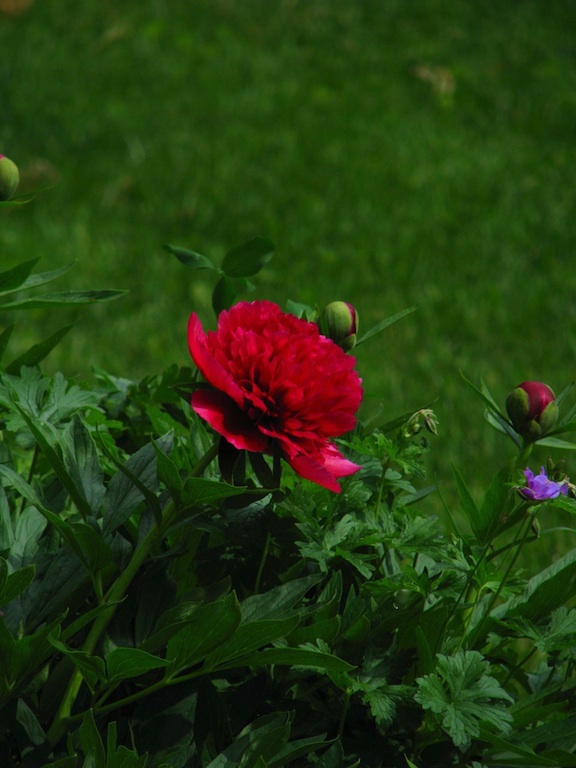 A few years ago, a friend up the hill gave me root stock for three of the peonies in her yard. This red beauty is always the first to bloom. Isn't that color magnificent?
